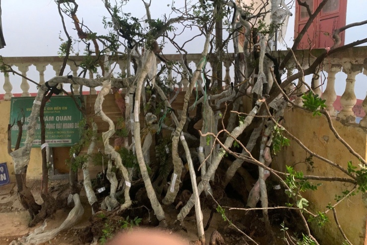 Số cây muội hồng trong vườn nhà dân lực lượng chức năng thu giữ được. Ảnh: CTV