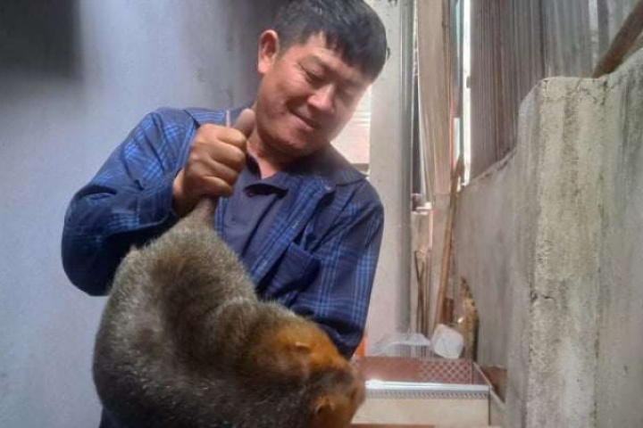 Bí quyết nuôi dúi má đào đẻ “sòn sòn” trong ngôi nhà 3 tầng của một nông dân Điện Biên, chi phí rẻ, lãi tăng lên
