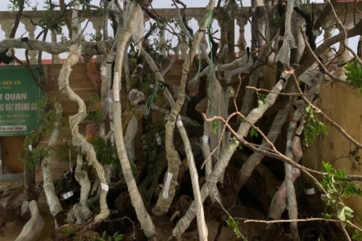 Phát hiện 122 cây muội hồng trong vườn nhà một hộ dân