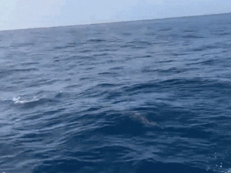 Đàn cá heo hàng trăm con xuất hiện trên biển Quy Nhơn, bơi lượn quanh tàu cá