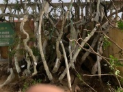 Phát hiện 122 cây muội hồng trong vườn nhà một hộ dân