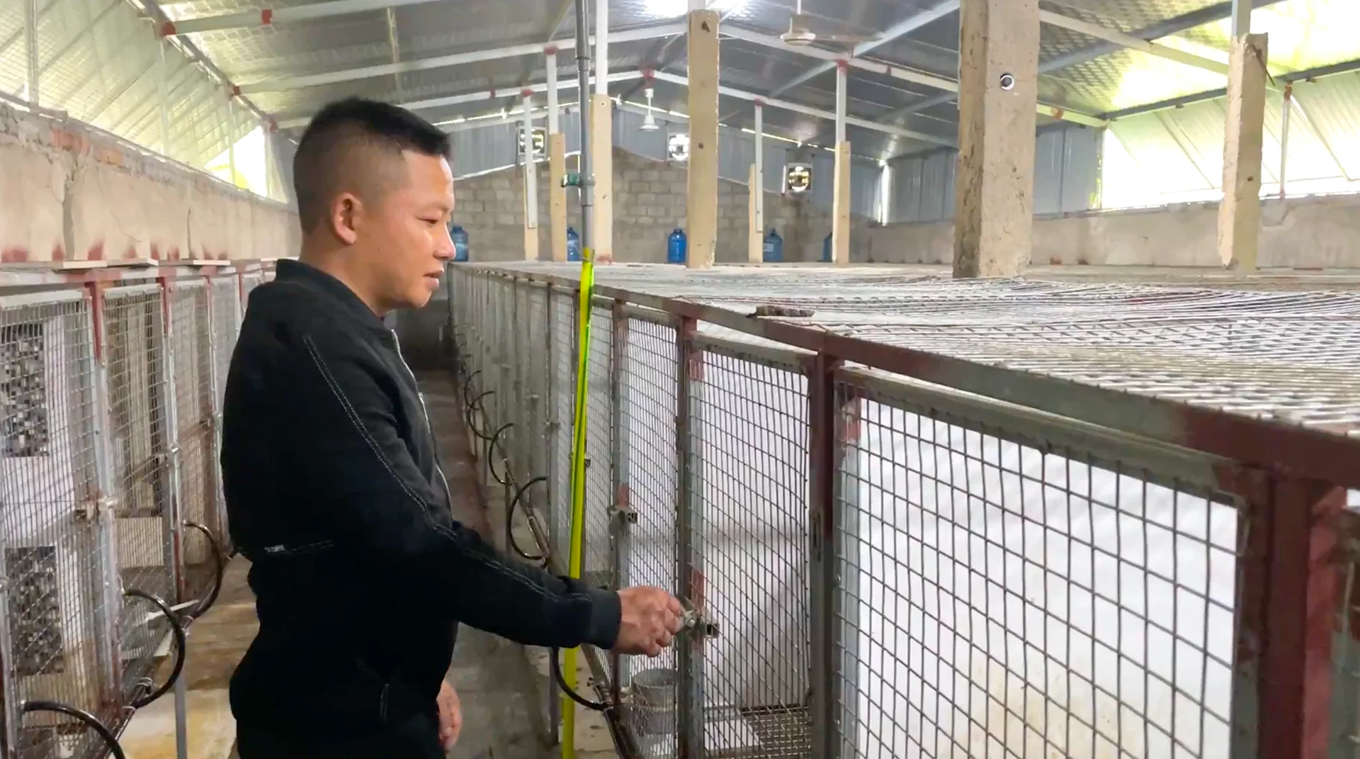 Với đặc tính dễ nuôi, ít dịch bệnh và chi phí thức ăn thấp, chồn hương ở xã Gia Hanh, Hà Tĩnh đang mang lại giá trị kinh tế cao gấp nhiều lần so với các loại vật nuôi truyền thống. Ảnh: PV