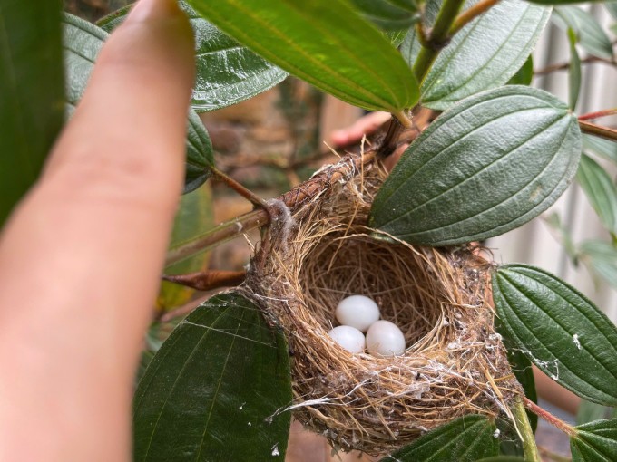 Chim làm tổ, hoa khoe sắc ở biệt thự 4.000 m2 của Trọng Tấn - 4