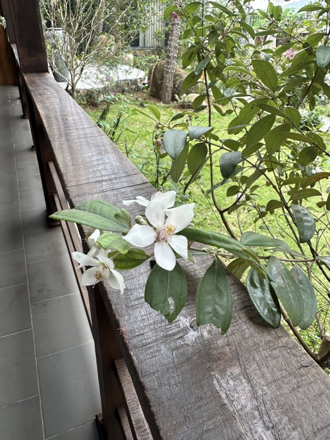 Chim làm tổ, hoa khoe sắc ở biệt thự 4.000 m2 của Trọng Tấn - 7