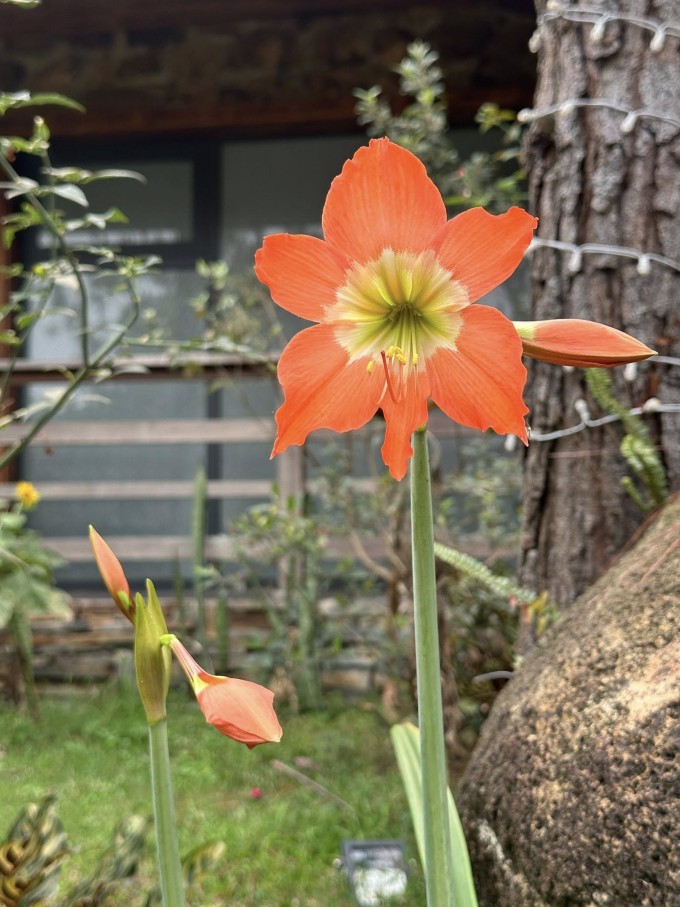 Chim làm tổ, hoa khoe sắc ở biệt thự 4.000 m2 của Trọng Tấn - 8