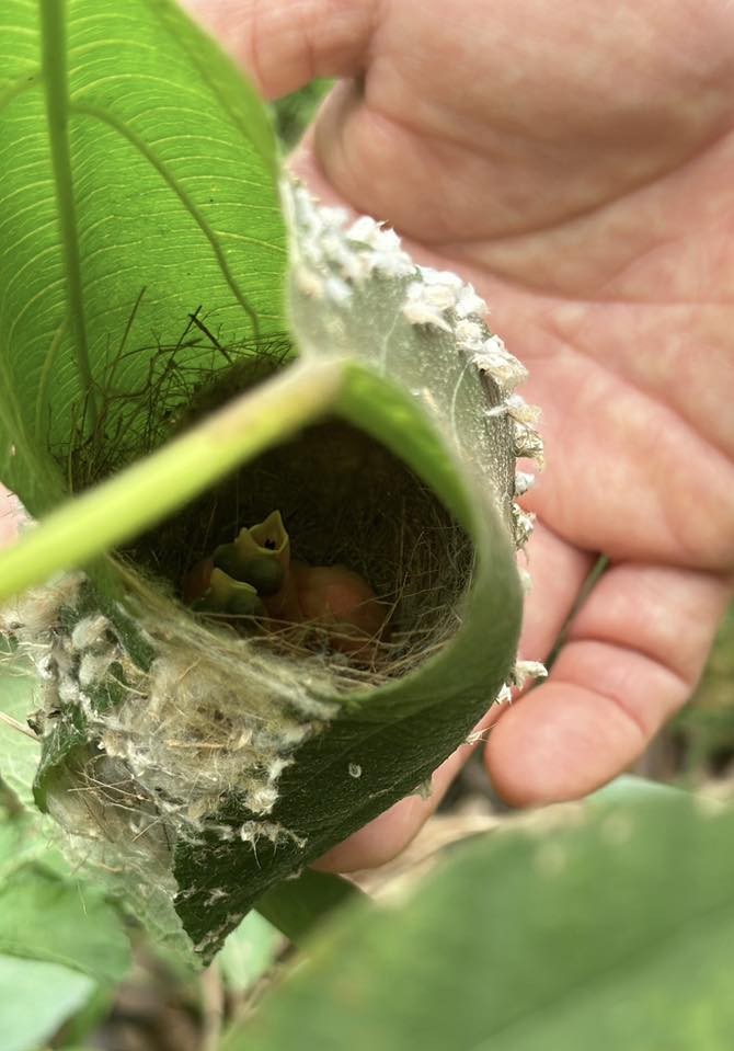 Chim làm tổ, hoa khoe sắc ở biệt thự 4.000 m2 của Trọng Tấn - 5