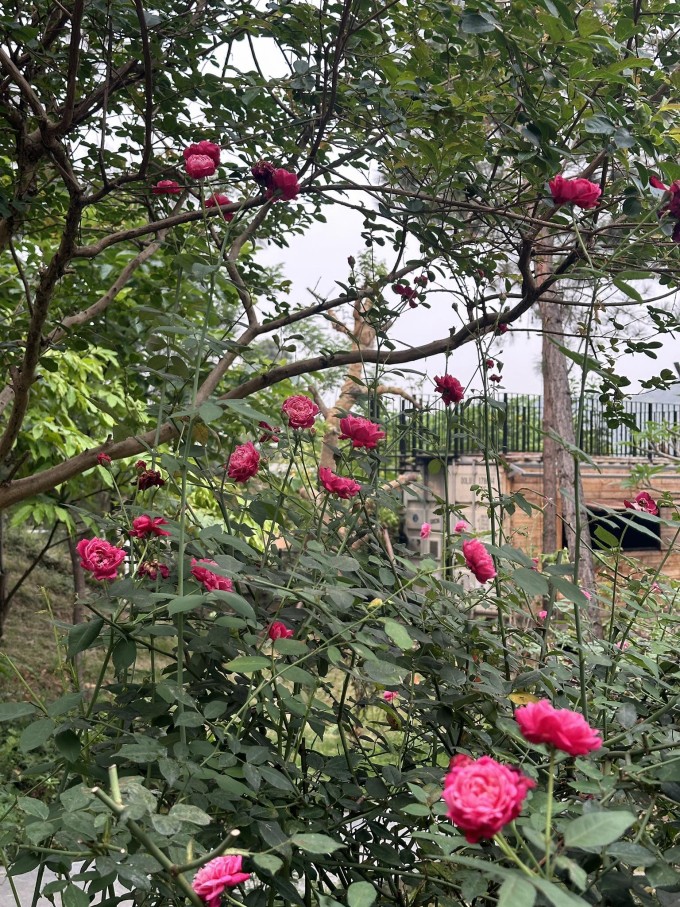 Trọng Tấn dọn vườn trong căn biệt thự ở ngoại ô