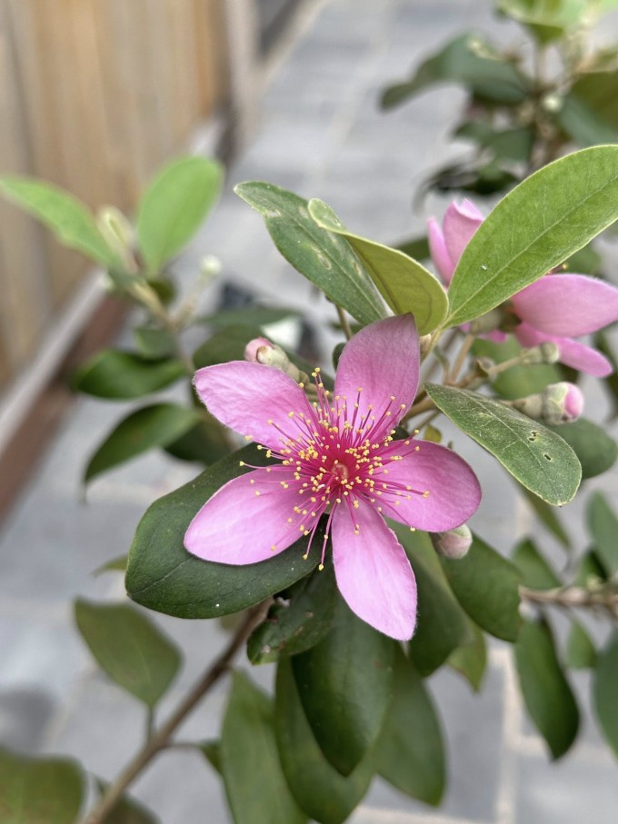 Chim làm tổ, hoa khoe sắc ở biệt thự 4.000 m2 của Trọng Tấn - 10