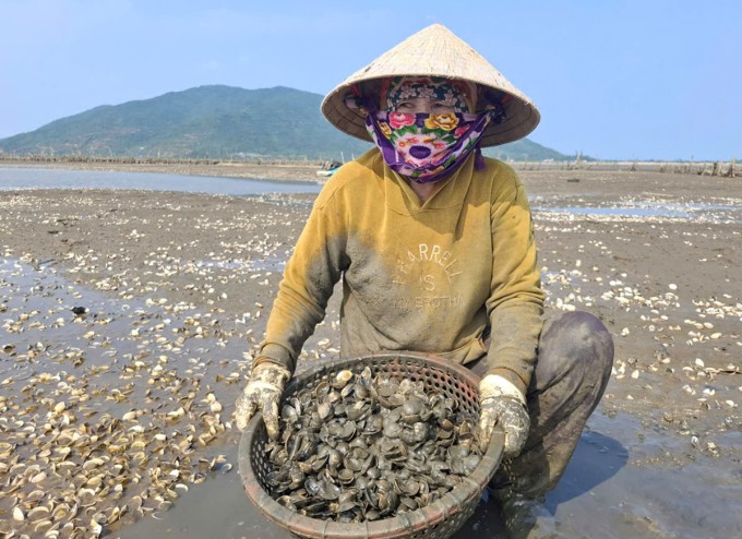 Bà Dũng thu gom ngao chết tại đầm, chiều 26/4. Ảnh: Đức Hùng
