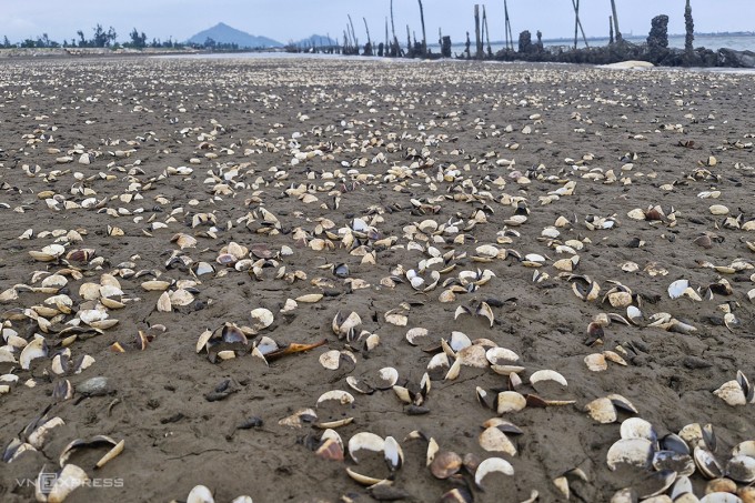 Vỏ ngao tích thụ lại thành từng dải trắng xóa khi thủy triều rút, chưa được thu gom. Ảnh: Đức Hùng