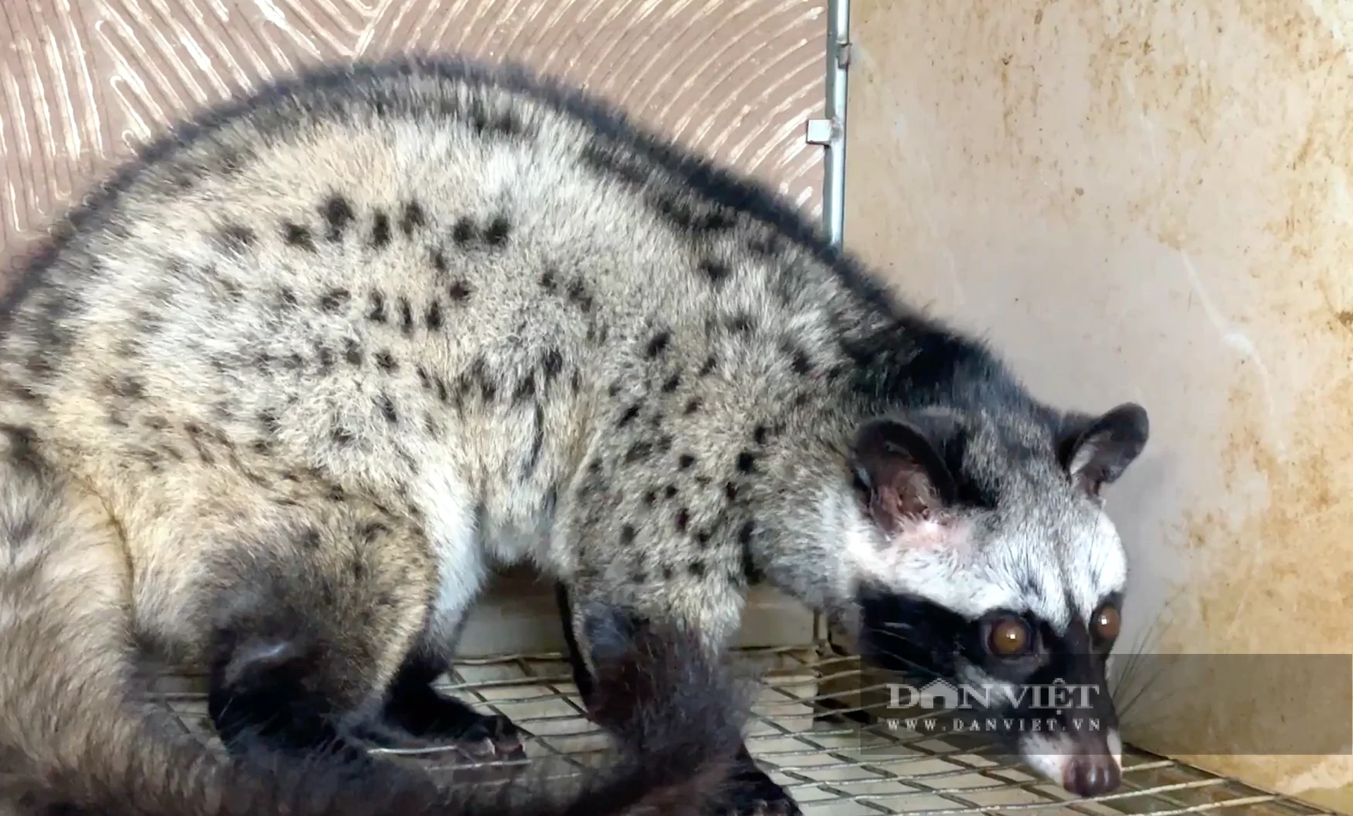 Với đặc tính dễ nuôi, ít dịch bệnh và chi phí thức ăn thấp, chồn hương ở xã Gia Hanh, Hà Tĩnh đang mang lại giá trị kinh tế cao gấp nhiều lần so với các loại vật nuôi truyền thống. Ảnh: PV