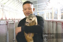 Nông dân xã này ở Hà Tĩnh, nuôi con thú đặc sản “ngủ ngày cày đêm”, hễ nhà nào nuôi là lãi lớn