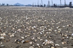 120 tấn ngao chết trắng đầm