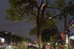 Giông thổi bay mái nhà, vặn gãy cây ở Hà Nội