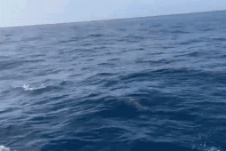 Đàn cá heo hàng trăm con xuất hiện trên biển Quy Nhơn, bơi lượn quanh tàu cá