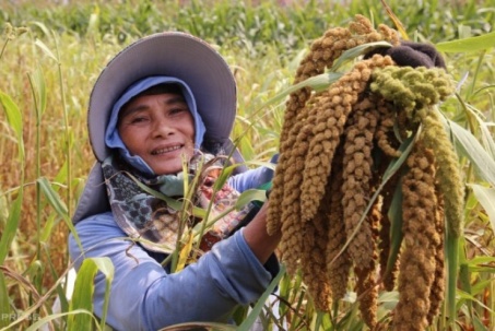 Mùa kê vàng bên sông Son