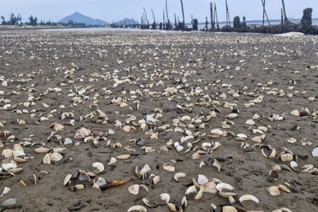 120 tấn ngao chết trắng đầm
