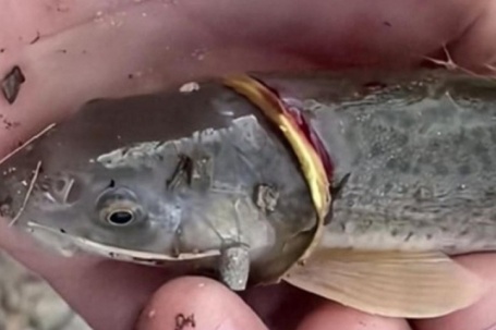 Cần thủ câu được con cá đeo nhẫn vàng trên cơ thể