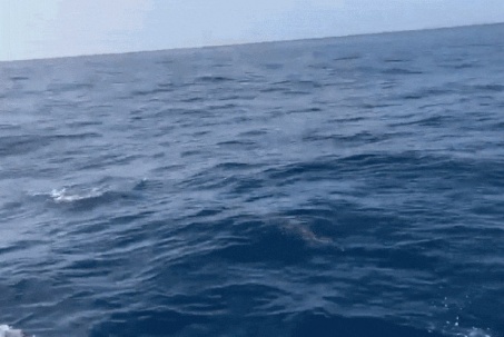 Đàn cá heo hàng trăm con xuất hiện trên biển Quy Nhơn, bơi lượn quanh tàu cá