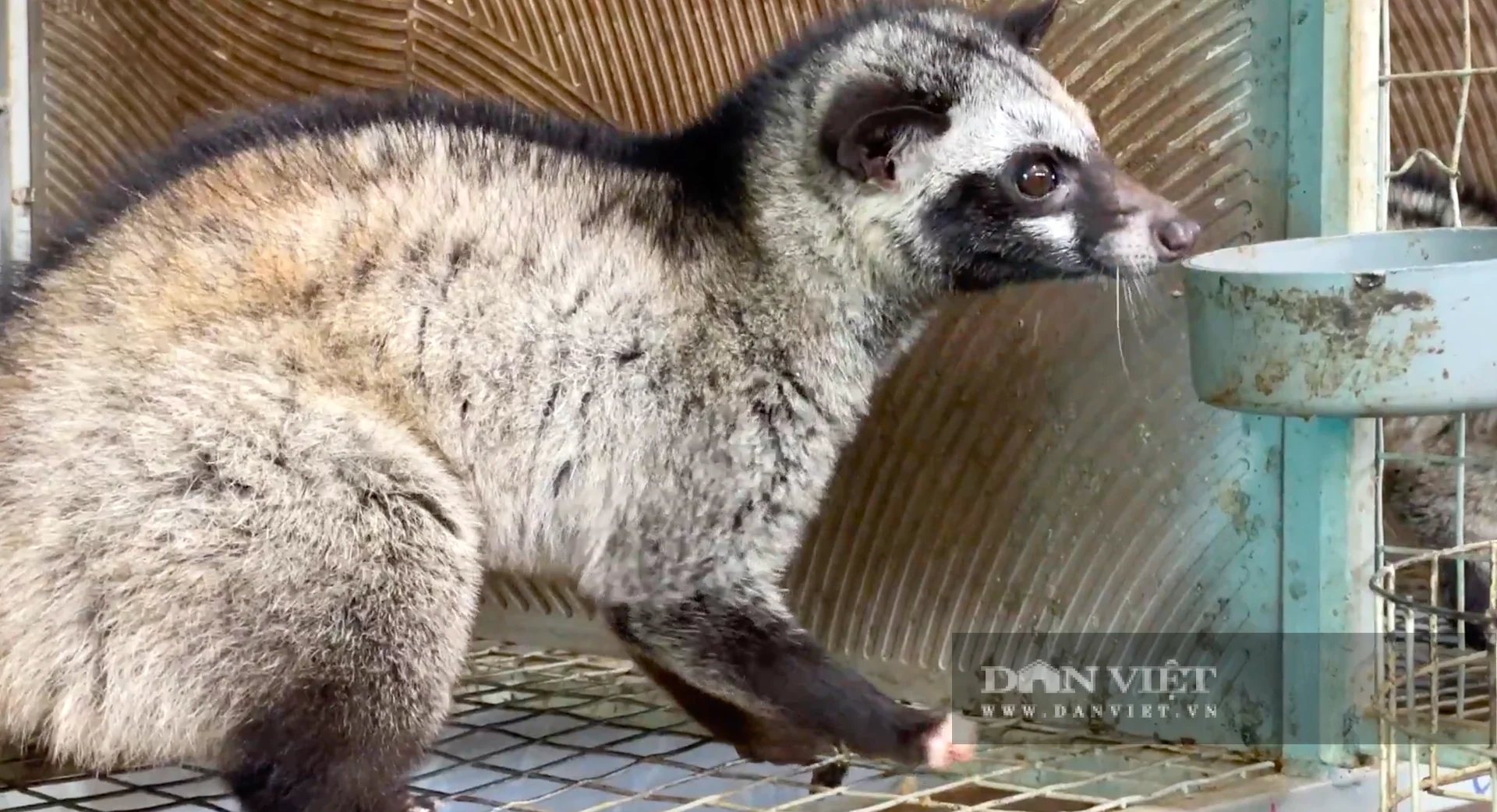 Chồn hương rất ưa sạch sẽ, thức ăn chủ yếu chuối chín, cá tạp, tôm, tép giúp tiết kiệm chi phí đầu vào. Ảnh: PV