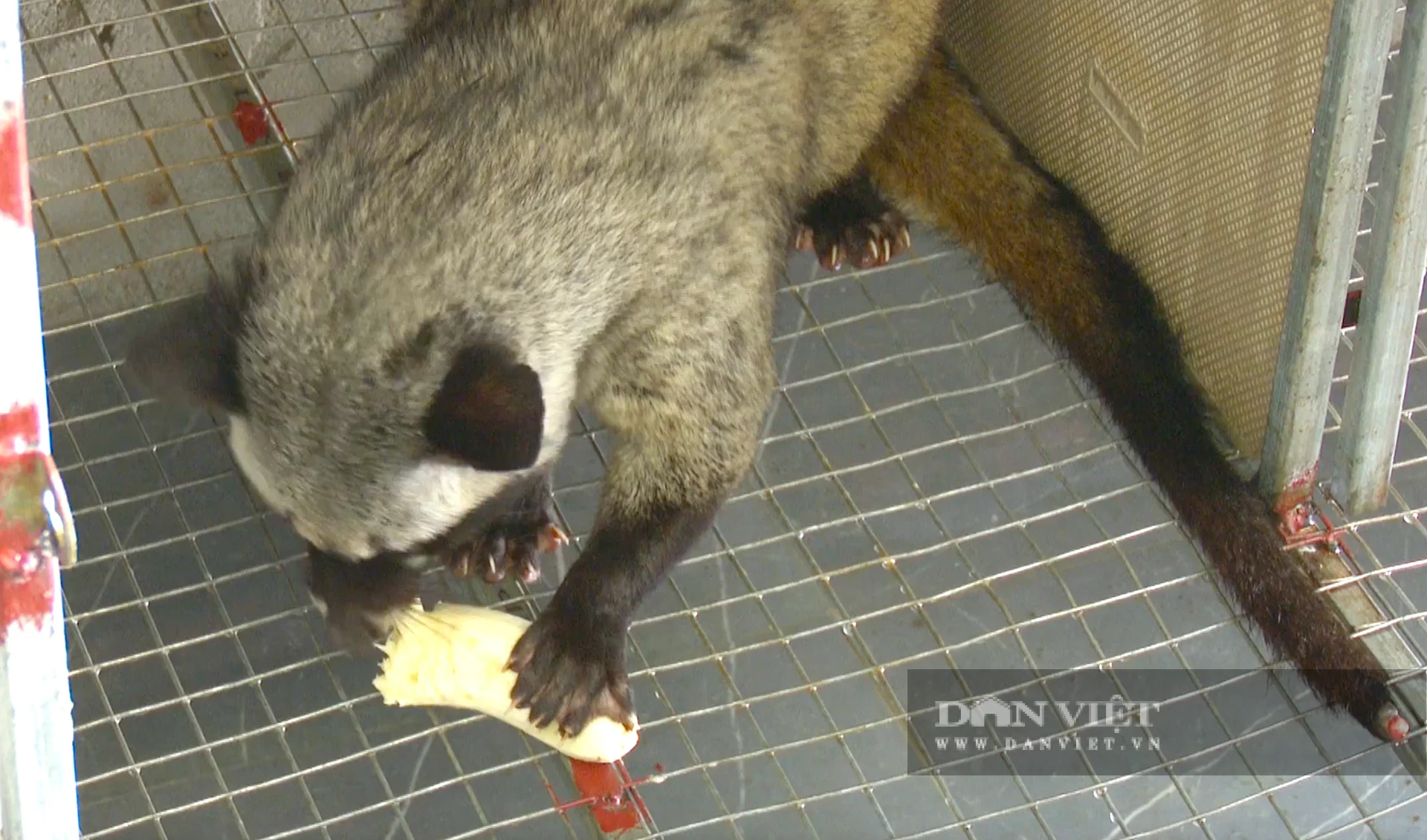 Chồn hương rất ưa sạch sẽ, thức ăn chủ yếu chuối chín, cá tạp, tôm, tép giúp tiết kiệm chi phí đầu vào. Ảnh: PV