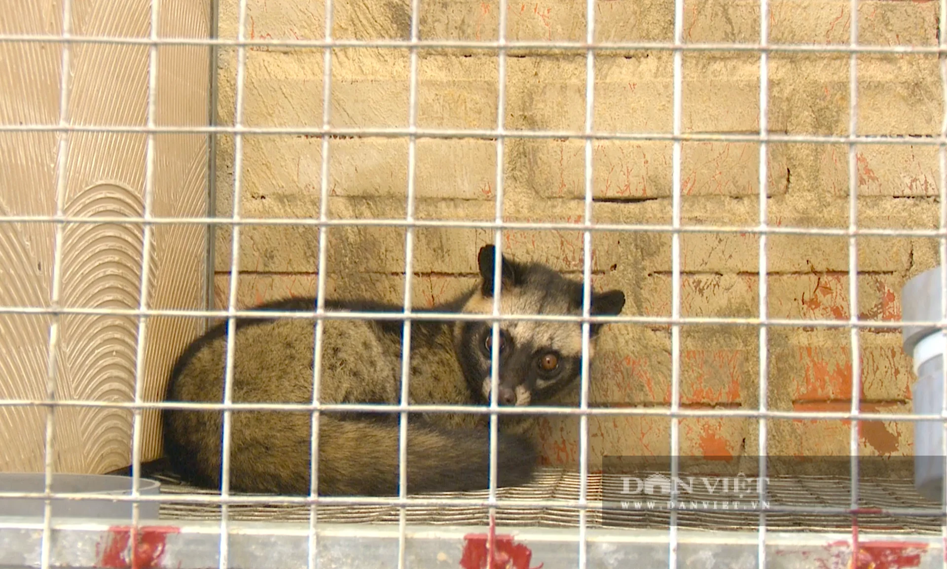 Chuồng nuôi chồn hương được làm bằng lưới sắt hoặc gỗ tre kiên cố, kích thước tham khảo khoảng 1m (cao) x 1m (rộng) x 1.2m (dài) để đảm bảo không gian vận động. Ảnh: PV