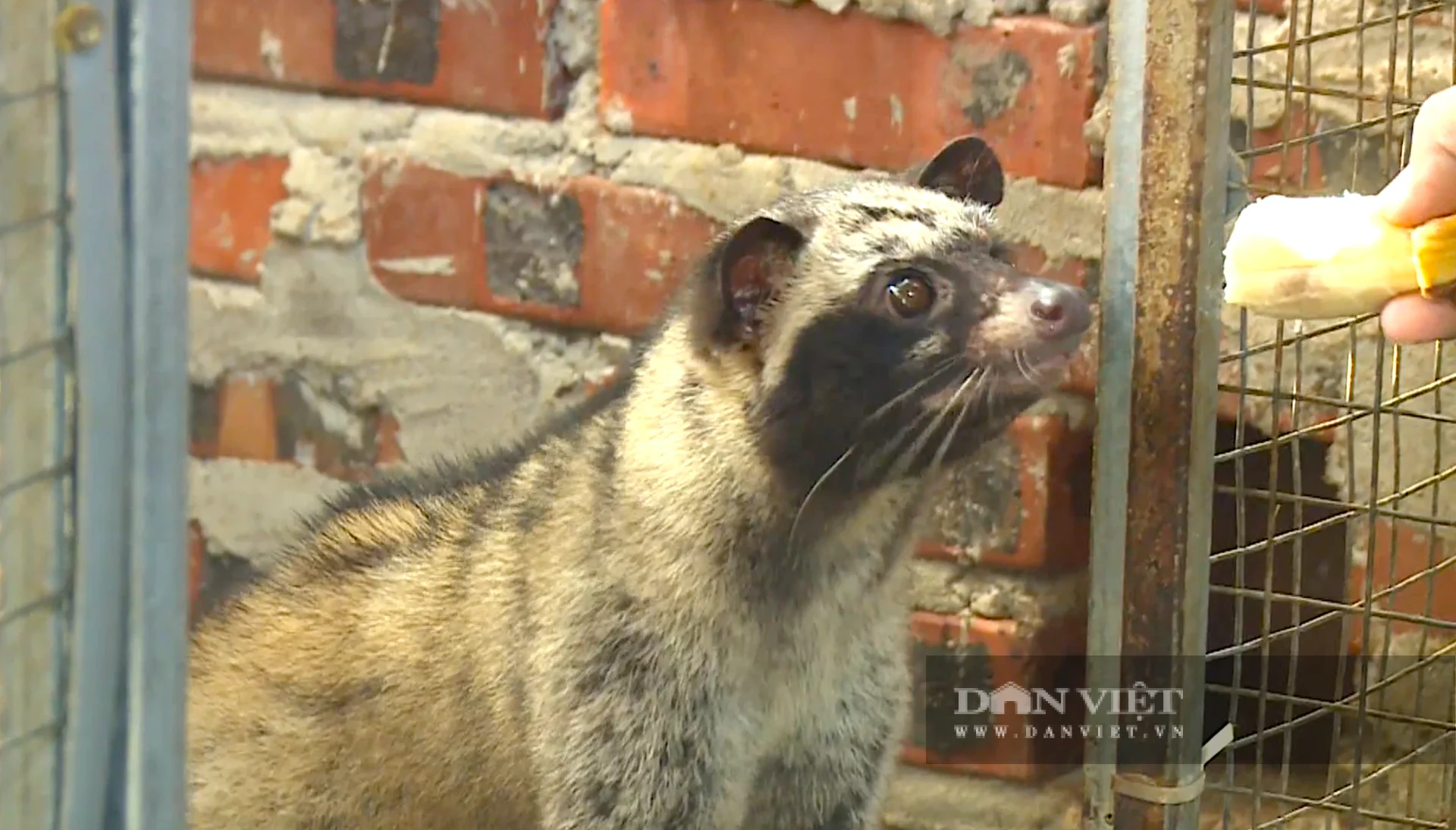 Chuồng nuôi chồn hương được làm bằng lưới sắt hoặc gỗ tre kiên cố, kích thước tham khảo khoảng 1m (cao) x 1m (rộng) x 1.2m (dài) để đảm bảo không gian vận động. Ảnh: PV