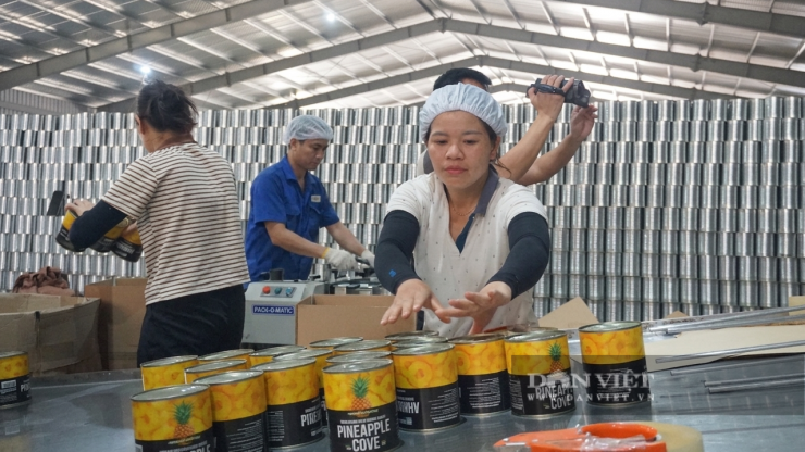Công nhân nhà máy&nbsp;chế biến dứa thuộc Công ty thực phẩm Á Châu đóng hộp sản phẩm dứa khoanh tròn xuất khẩu. Ảnh: Hoàng Hữu.