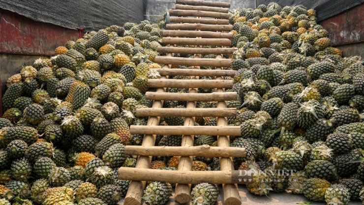 Thùng xe tải đang được bốc hàng để được đưa đến các nhà máy chế biến. Ảnh: Hoàng Hữu.