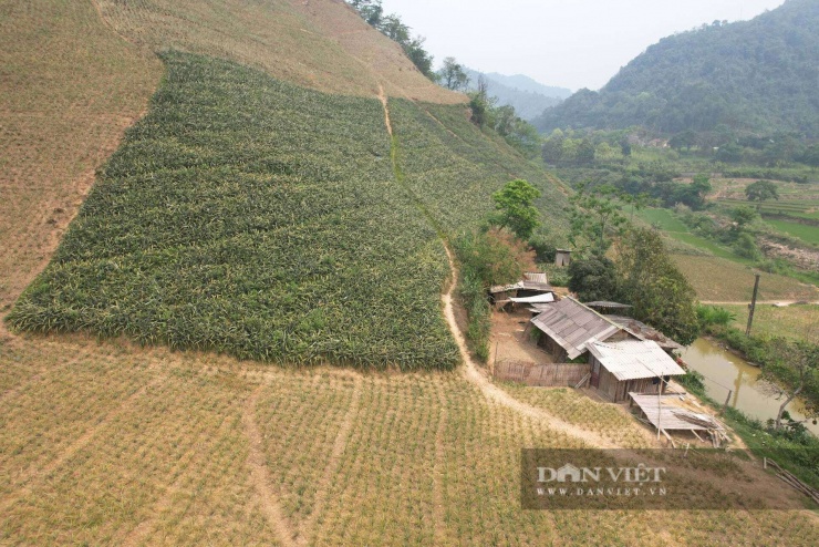 Những đồi dứa ở Bản Lầu đã thực sự trở thành cây thoát nghèo cho bà con vùng cao. Ảnh: Hoàng Hữu.
