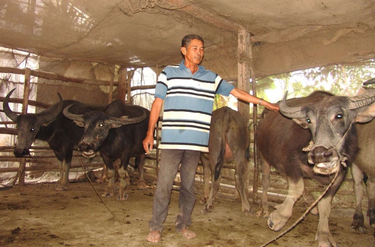 Ông Tô Văn Hợ, nông dân nuôi trâu đàn đông đúc ở xã Mỹ Quý, tỉnh Tây Ninh (địa phận huyện Đức Huệ, tỉnh Long An trước đây) và đàn trâu tạo nên cơ nghiệp. Ảnh: T.Đ