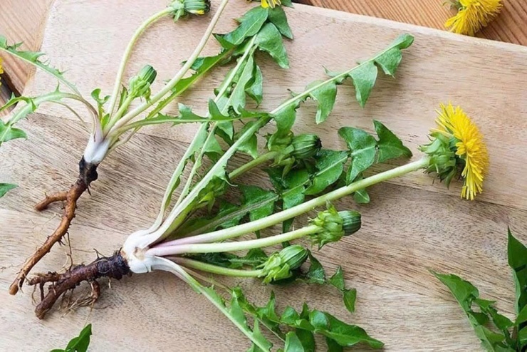 Cây bồ công anh không chỉ là một loài cây dại quen thuộc mà còn là "kho báu" dinh dưỡng trong y học cổ truyền và hiện đại. (Ảnh minh họa)