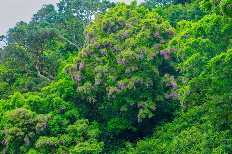 Bán đảo Sơn Trà (TP.Đà Nẵng) khoác lên mình “tấm áo” tím dịu dàng khi hoa thàn mát đồng loạt nở rộ. Ảnh: D.B