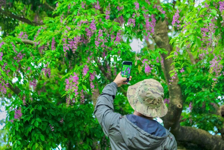 Hoa thàn mát nở rộ ở bán đảo Sơn Trà. Ảnh: D.B