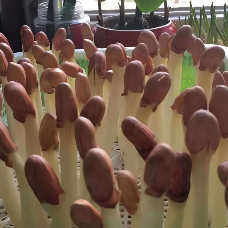 Loại rau này giòn, mềm,