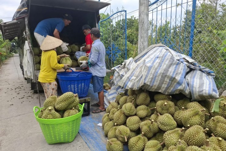 Sầu riêng rớt giá thê thảm