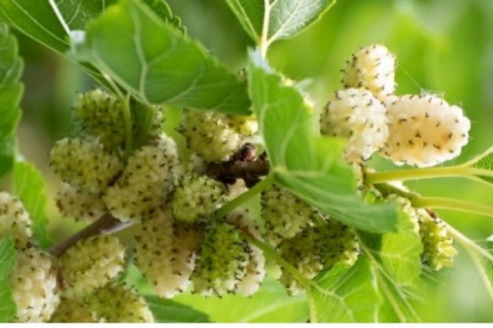 Cây thuốc bổ cực sẵn ở Việt Nam, bộ phận nào cũng dùng được nhưng ít người biết