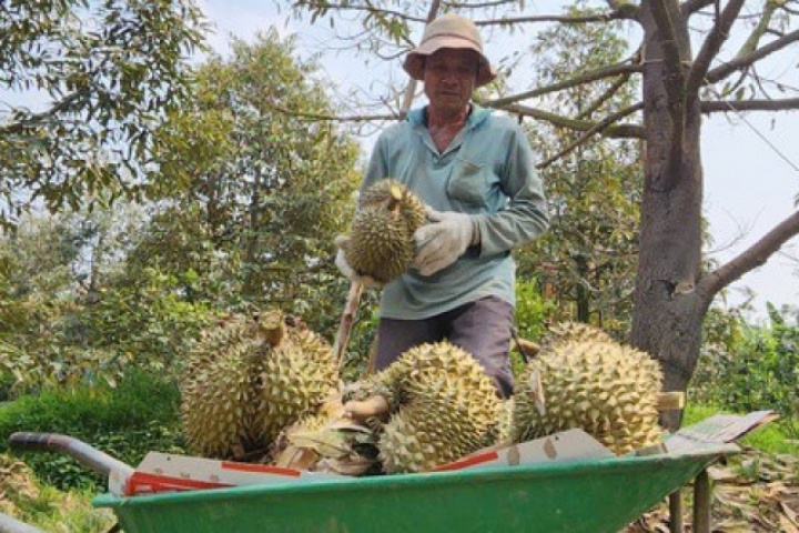 Giá sầu riêng ở ĐBSCL "chạm đáy"