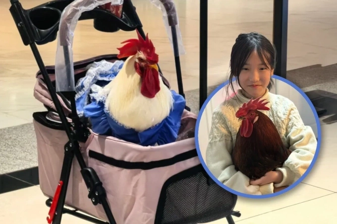Nhiều chủ nuôi mặc quần áo, đội mũ, cho gà ngồi xe đẩy đi siêu thị. Ảnh: SCMP