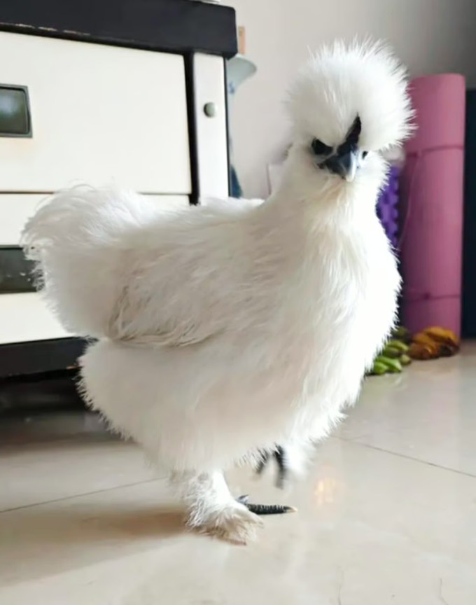 Giống gà mượt xương đen Taihe của Aguai. Ảnh: QQ