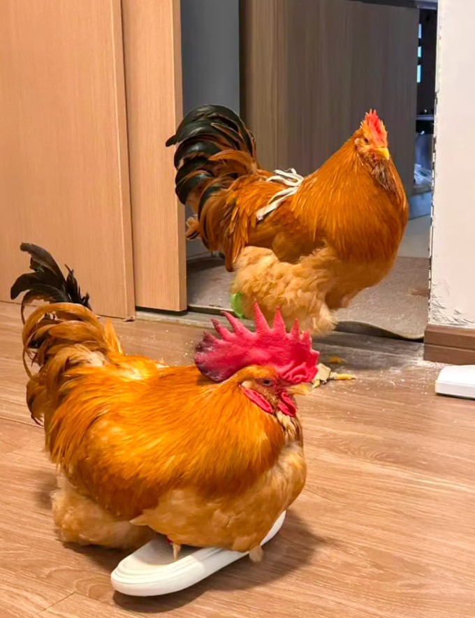 Gà được nuôi trong căn hộ của một số gia đình. Ảnh: QQ