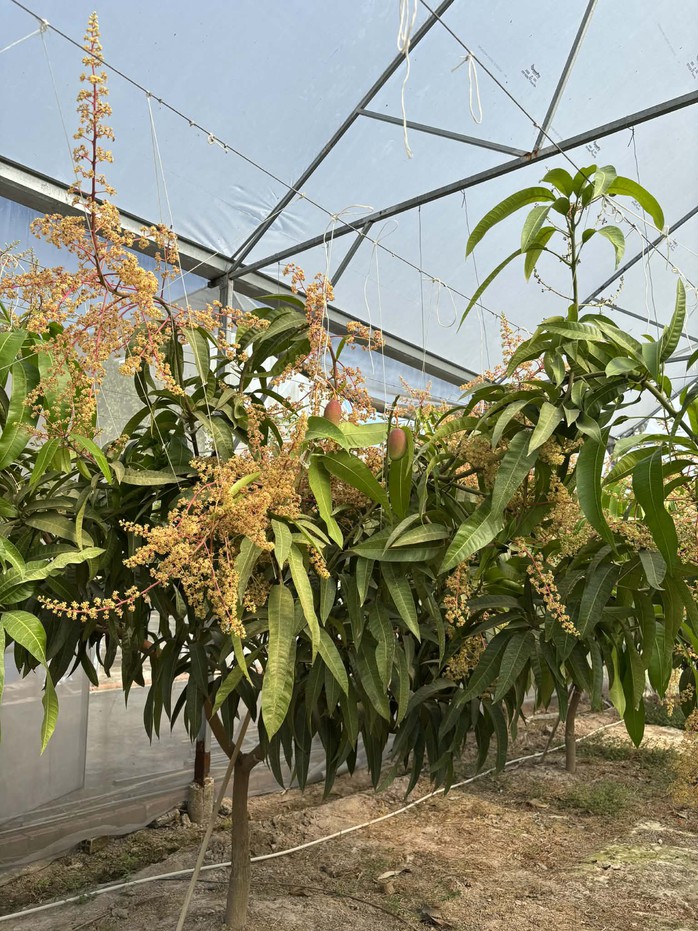 Xoài Nhật Bản trồng trong nhà màn