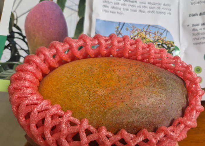 Xoài mặt trời đỏ trồng tại Việt Nam được đánh giá có hương vị thơm ngon nhưng hình thức chưa bằng xoài nông dân Nhật trồng