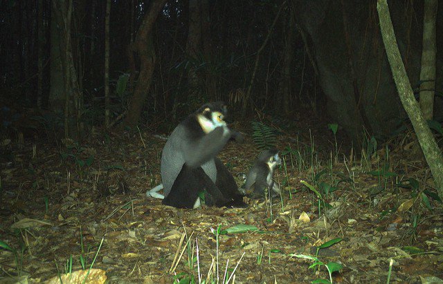 Một chà vá chân đen trưởng thành và chà vá chân đen còn nhỏ xuất hiện ở Hòn Bà. Động vật này hiện được ưu tiên bảo vệ nghiêm ngặt.