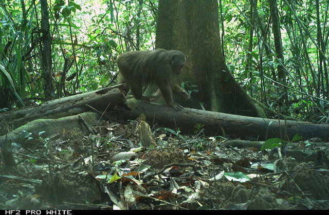 Khỉ đuôi cụt xuất hiện khỏe mạnh trong rừng tự nhiên Hòn Bà.