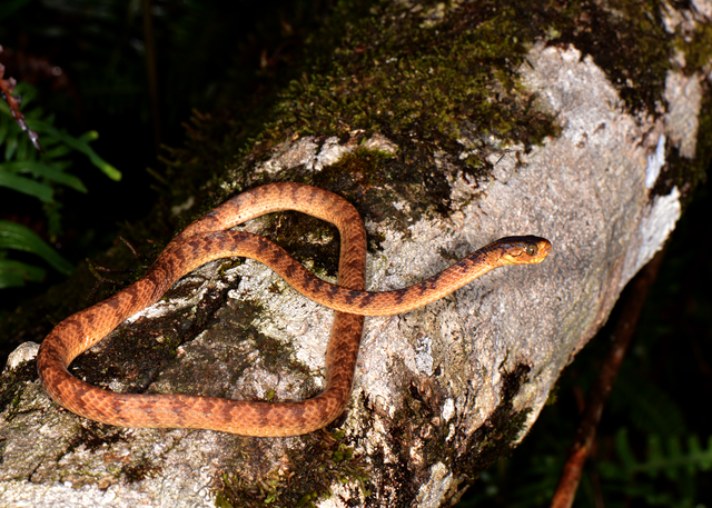 Rắn hổ mây, động vật nhanh nhẹn và thuộc diện quý hiếm, nghiêm cấm săn bắt, xâm hại.