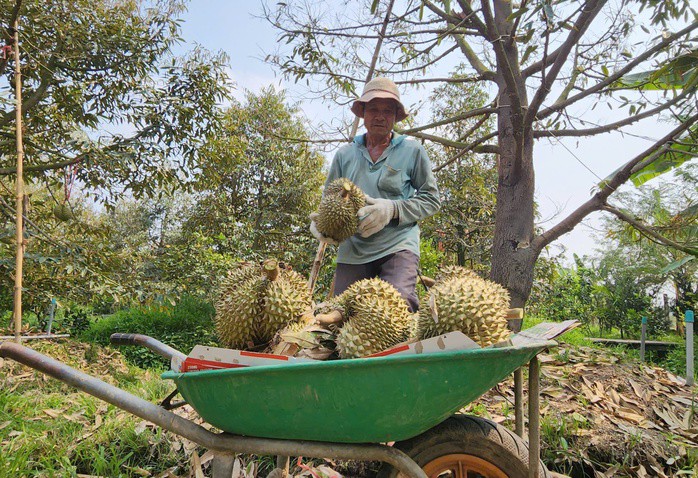 Sầu riêng miền Tây giảm giá mạnh, nhiều nhà vườn đối mặt thua lỗ.