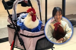 Nuôi gà làm thú cưng, cho đi xe đẩy như trẻ nhỏ
