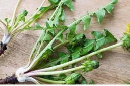 Việt Nam có cây thuốc đại bổ, tự mọc đầy vườn lại hay bị ngó lơ vì nhầm là cỏ dại