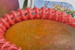 Trồng thành công giống xoài đắt đỏ nhất thế giới ngay tại TPHCM